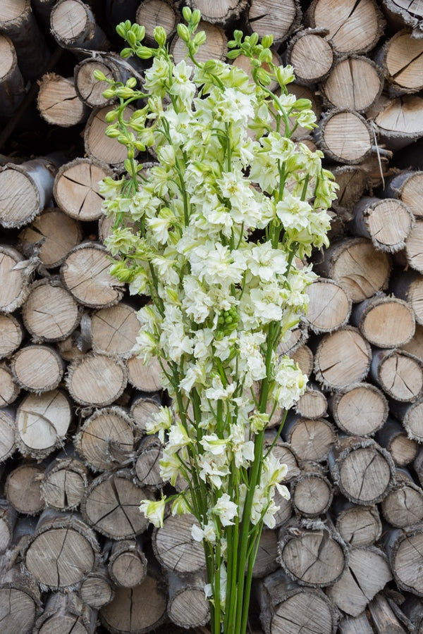 White Delphinium Flower