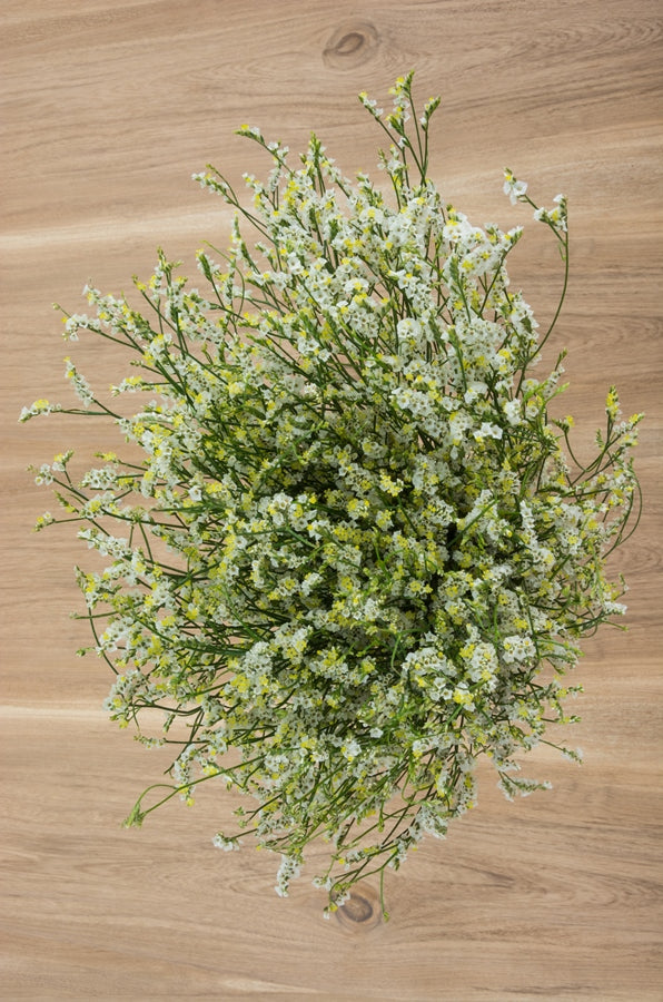 Limonium Sinensis White