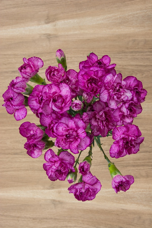 Purple & White Mini Carnations