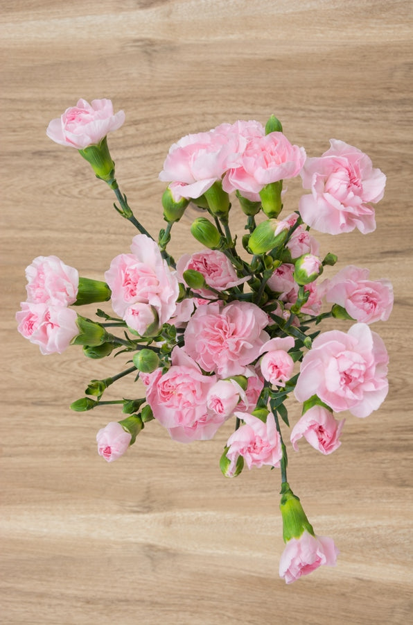 Light Pink Mini Carnations
