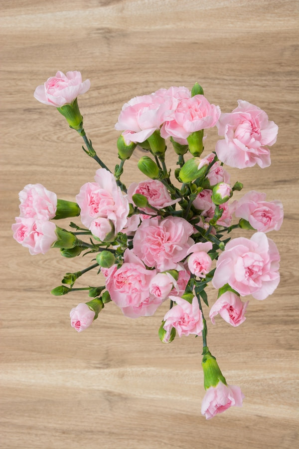 Light Pink Mini Carnations