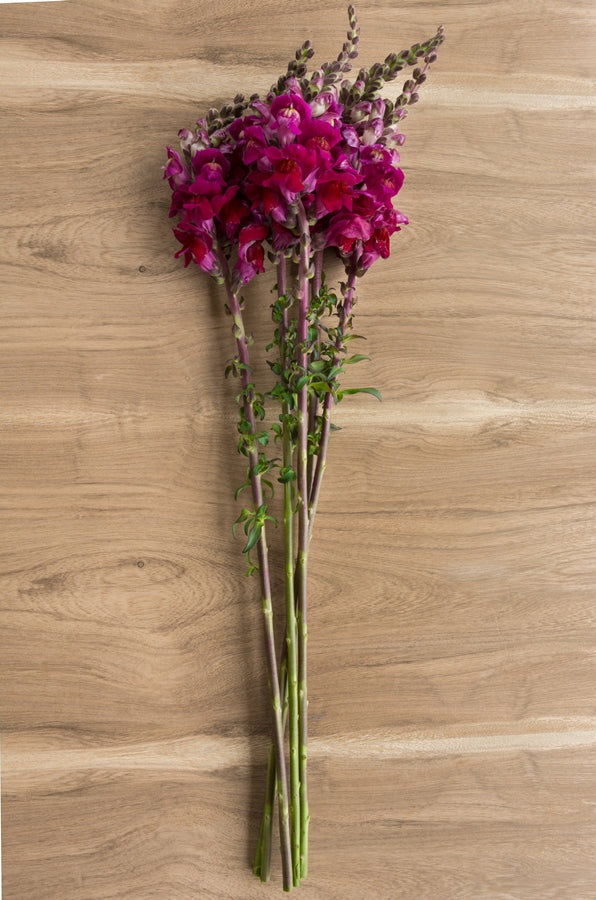 Hot Pink Snapdragons
