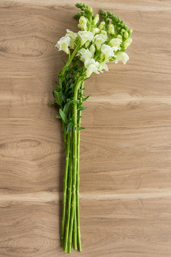 White Snapdragons