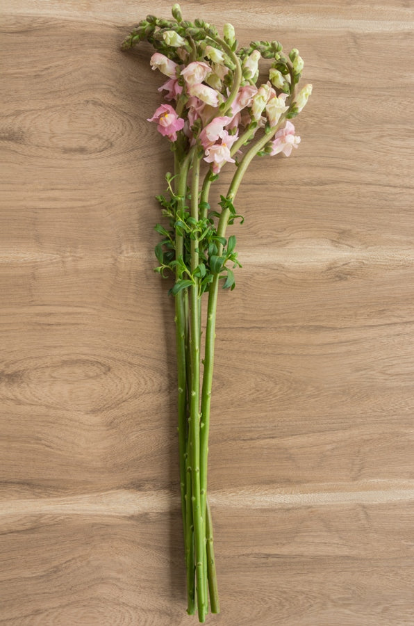 Light Pink Snapdragons