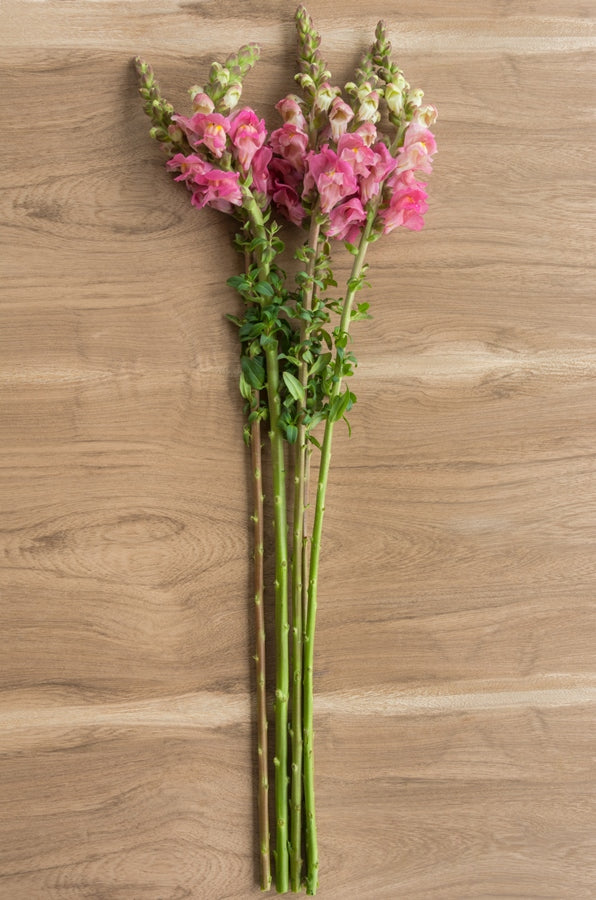 Pink Snapdragons