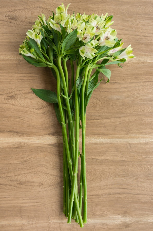 Light Green Alstroemeria