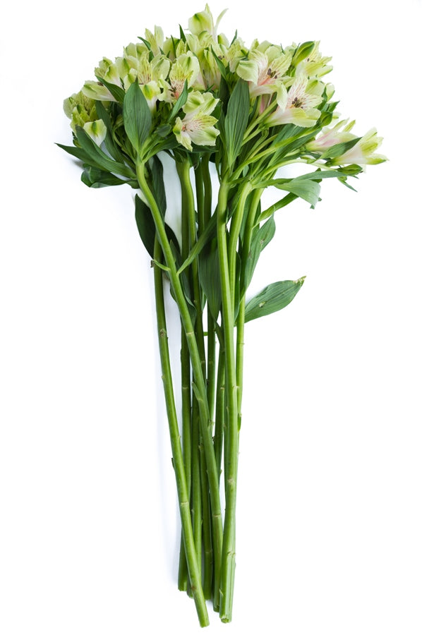 Light Green Alstroemeria