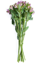 Lavender Alstroemerias