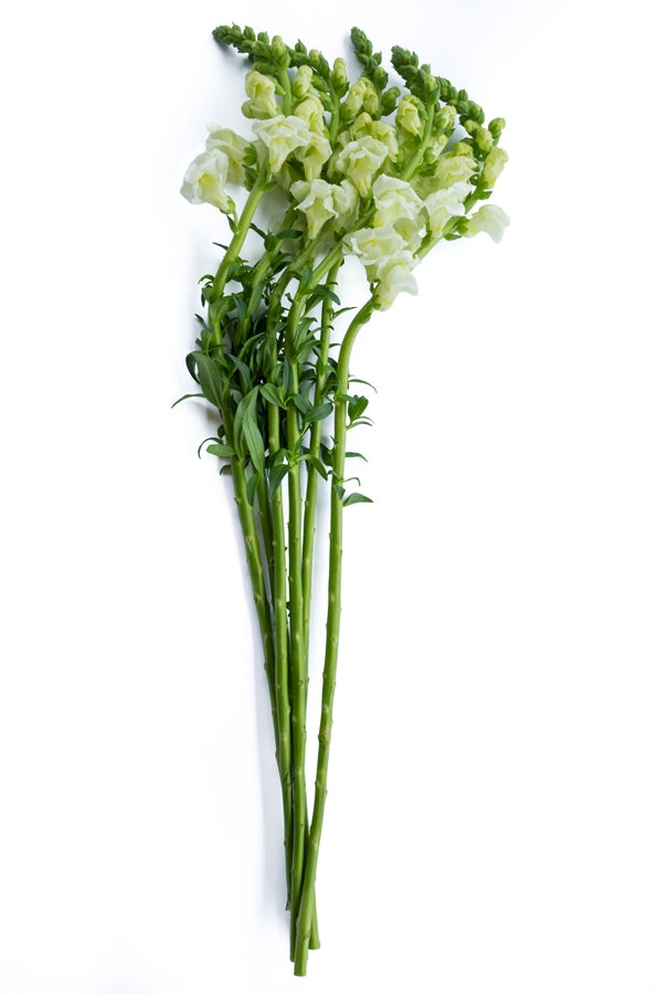 White Snapdragons