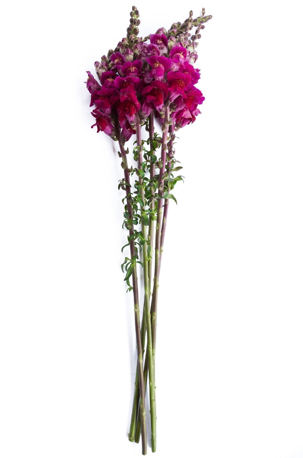 Hot Pink Snapdragons