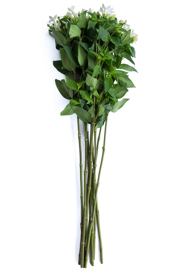 White Bouvardia