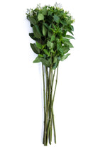 White Bouvardia