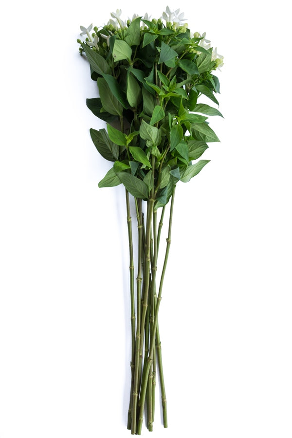 White Bouvardia