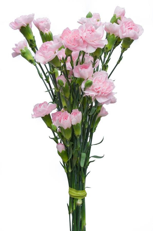 Light Pink Mini Carnations