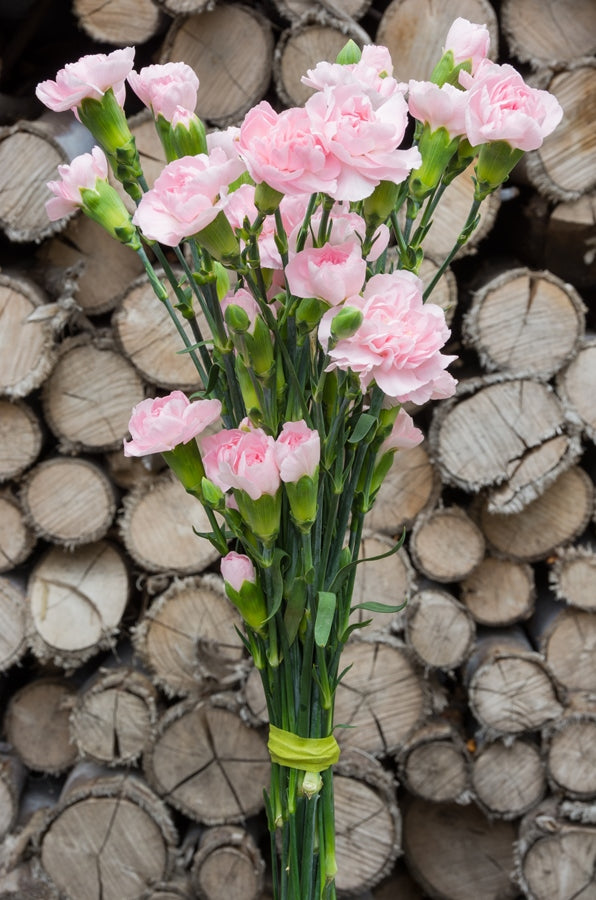 Light Pink Mini Carnations