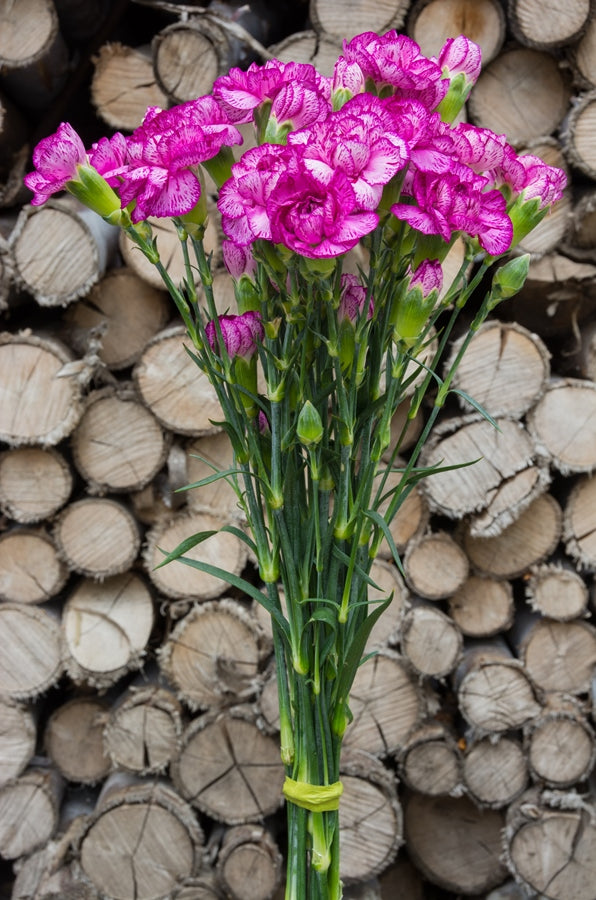 Purple & White Mini Carnations