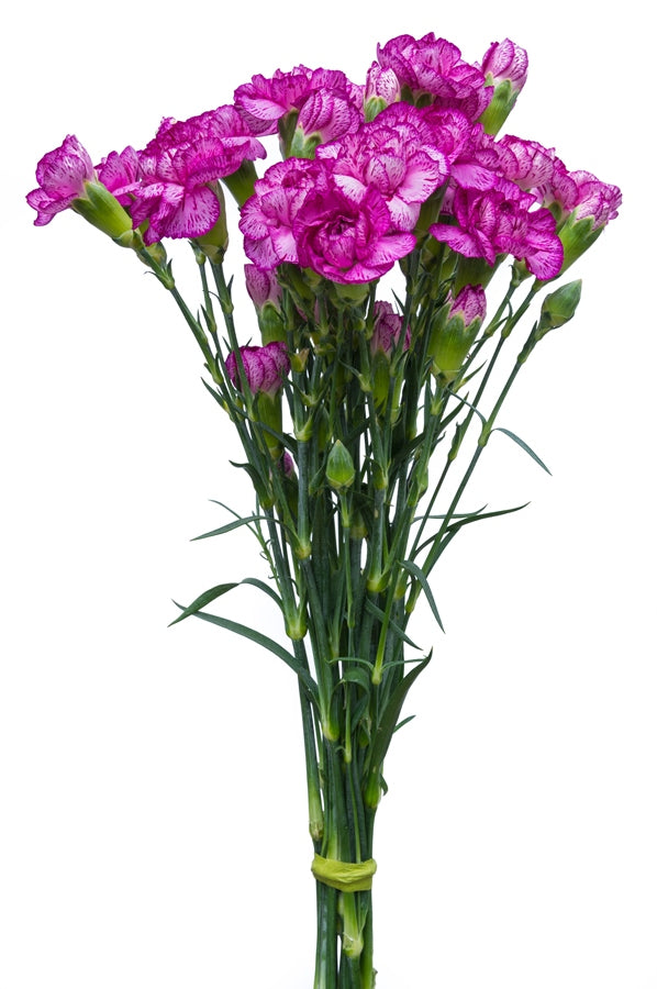 Purple & White Mini Carnations