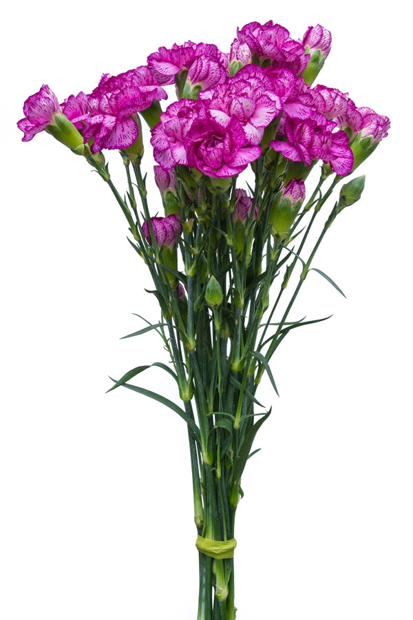Purple & White Mini Carnations
