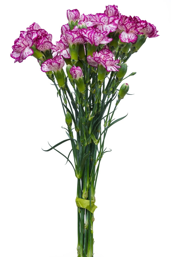 Purple & White Mini Carnations