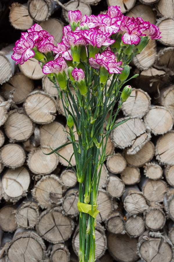 Purple & White Mini Carnations