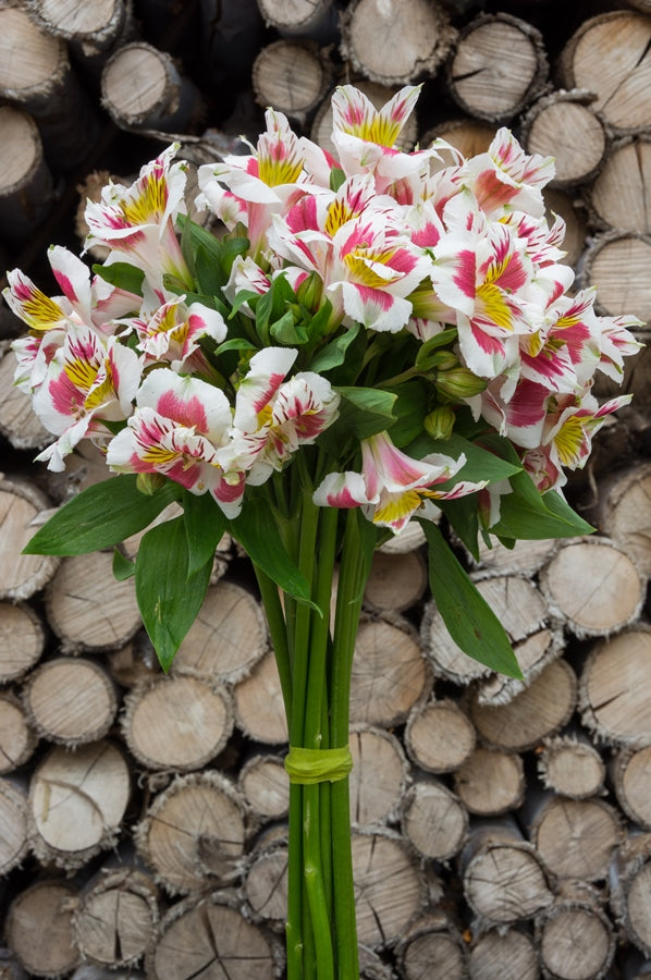 White & Pink Alstroemerias