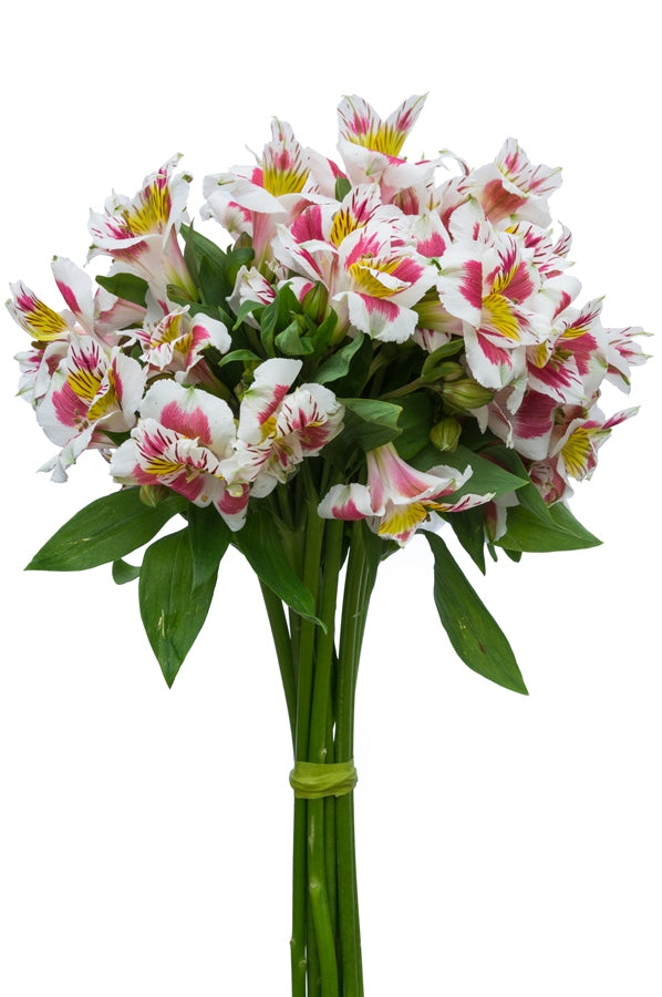 White & Pink Alstroemerias