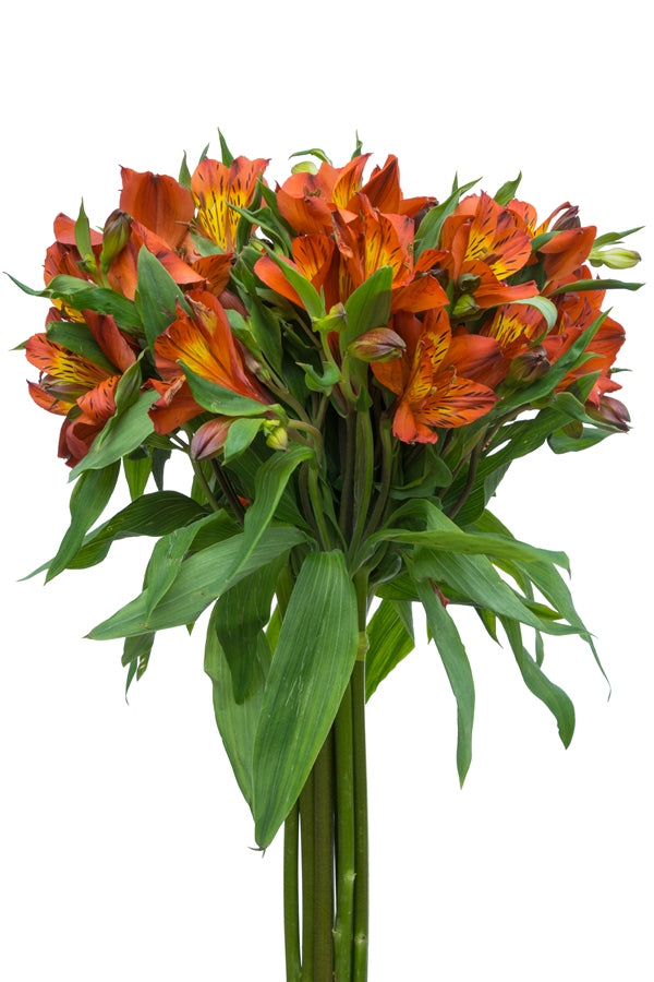 Orange Alstroemerias
