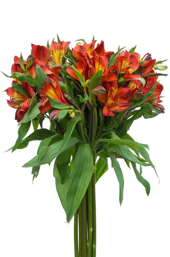 Burnt Orange Alstroemerias