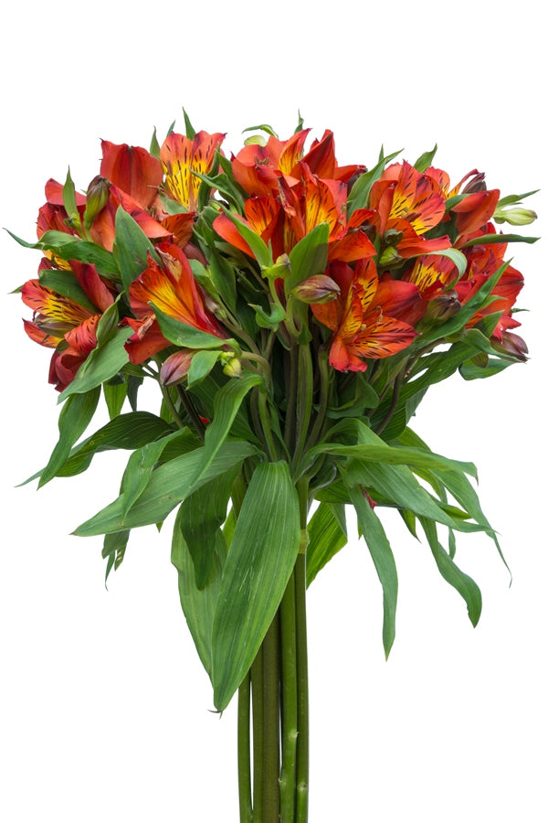 Burnt Orange Alstroemerias