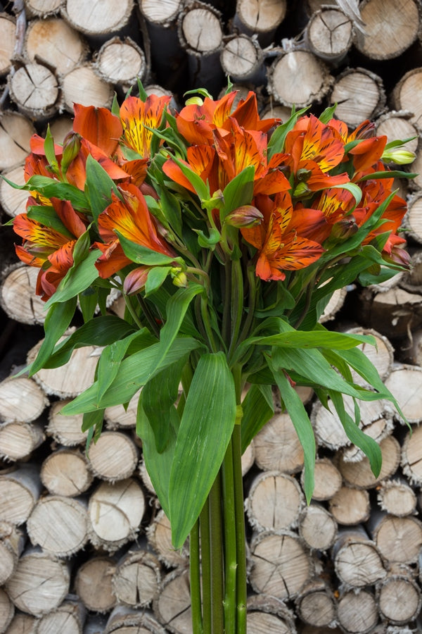 Orange Alstroemerias