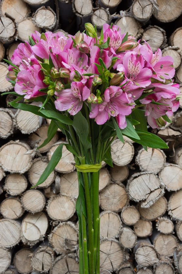 Purple Alstroemeria