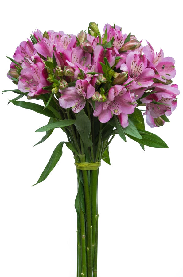 Purple Alstroemeria