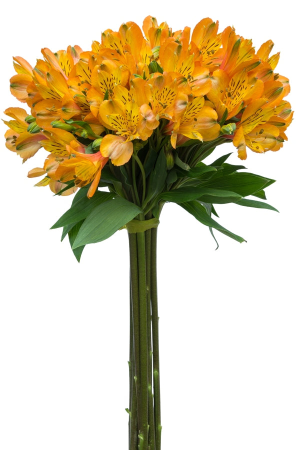 Yellow Alstroemeria