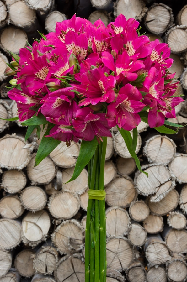 Hot Pink Alstroemerias