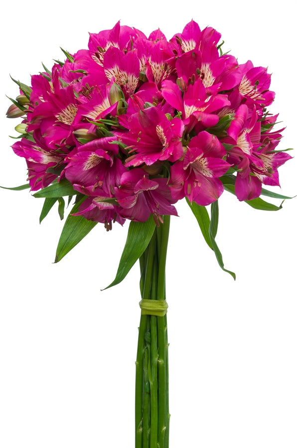 Hot Pink Alstroemerias