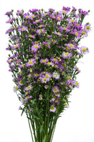 Aster Lavender Filler