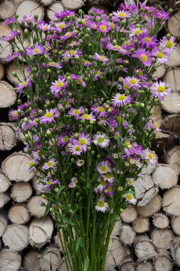 Aster Lavender Filler