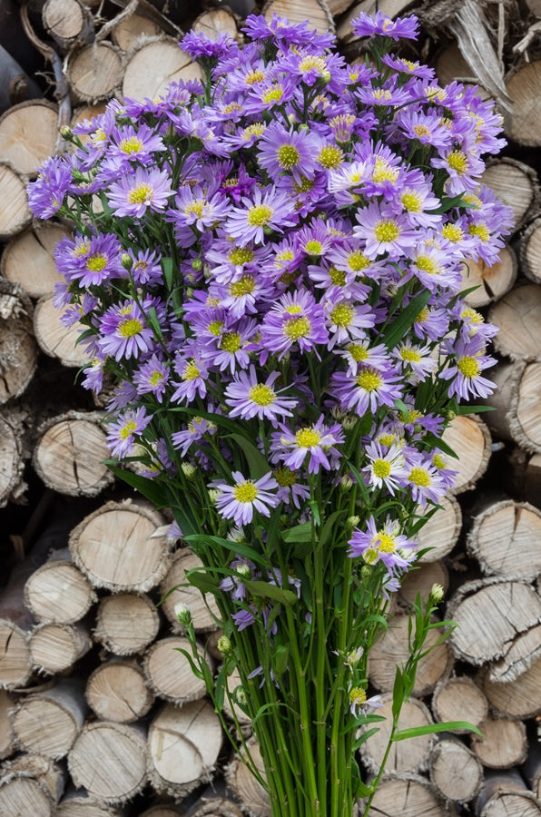 Aster Purple Filler