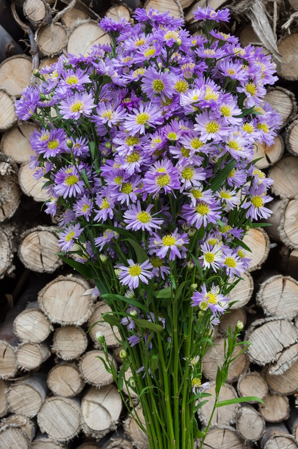 Aster Purple Filler
