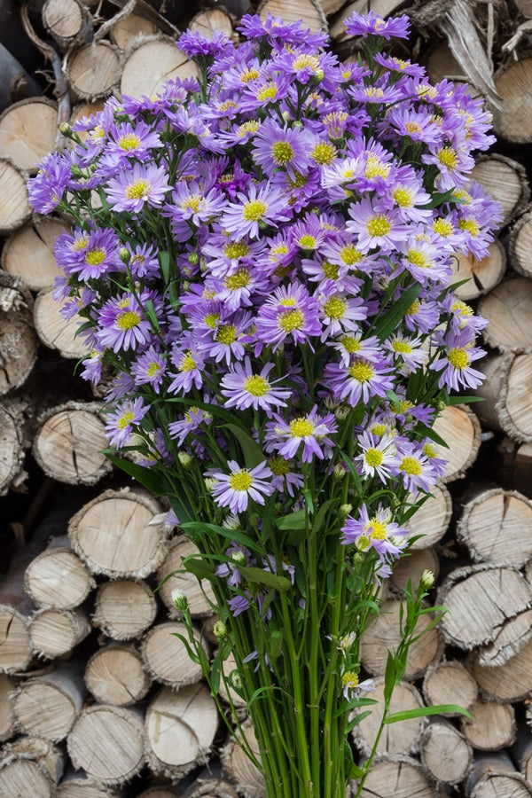 Aster Purple Filler