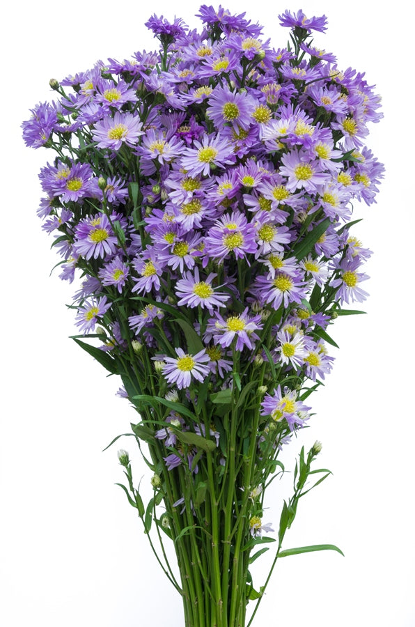Aster Purple Filler