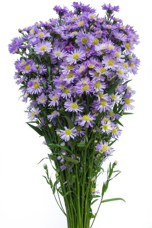 Aster Purple Filler