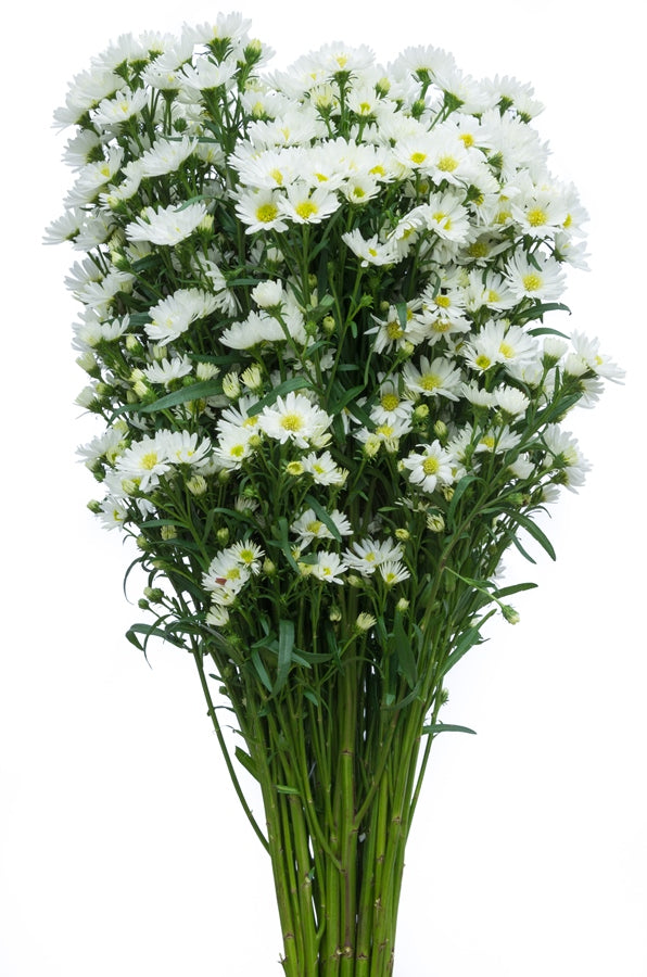 Aster White Filler