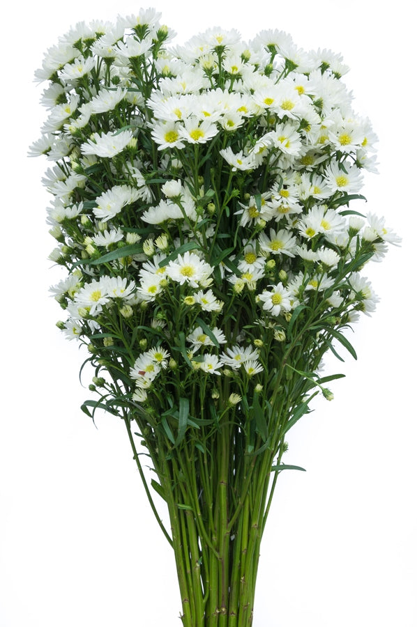 Aster White Filler