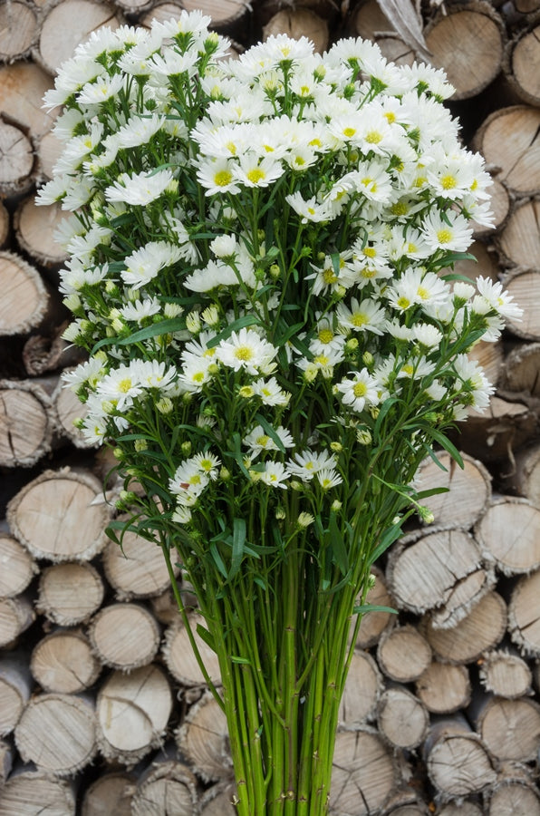Aster White Filler