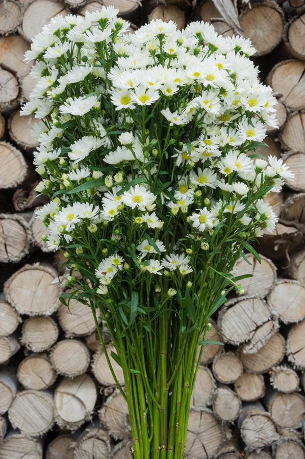 Aster White Filler