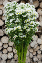 Aster White Filler