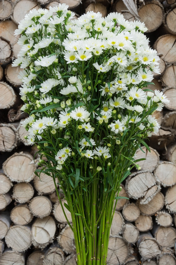 Aster White Filler