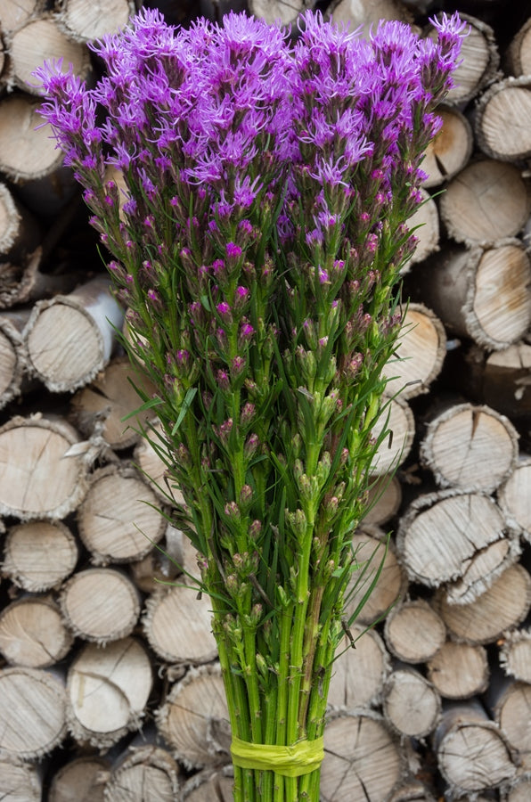Purple Liatris