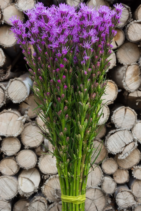 Purple Liatris